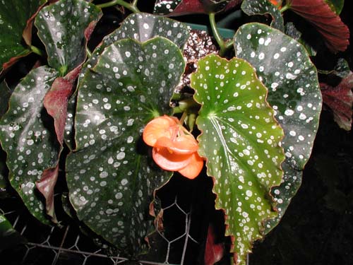 B. ‘Ambersweet’